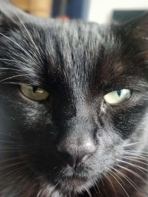 Picture of cat Sadie